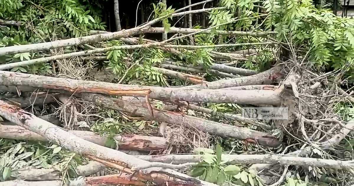 Trees are disappearing due to development