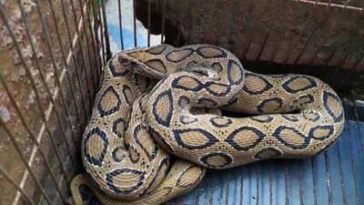 Russell's vipers, known for their venom, are reappearing in northern and southeastern Bangladesh