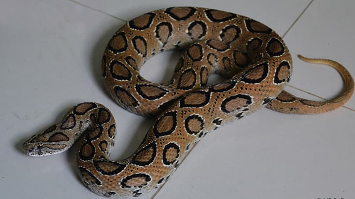 The spread of the highly venomous Russell's viper now includes 27 districts, among them Dhaka