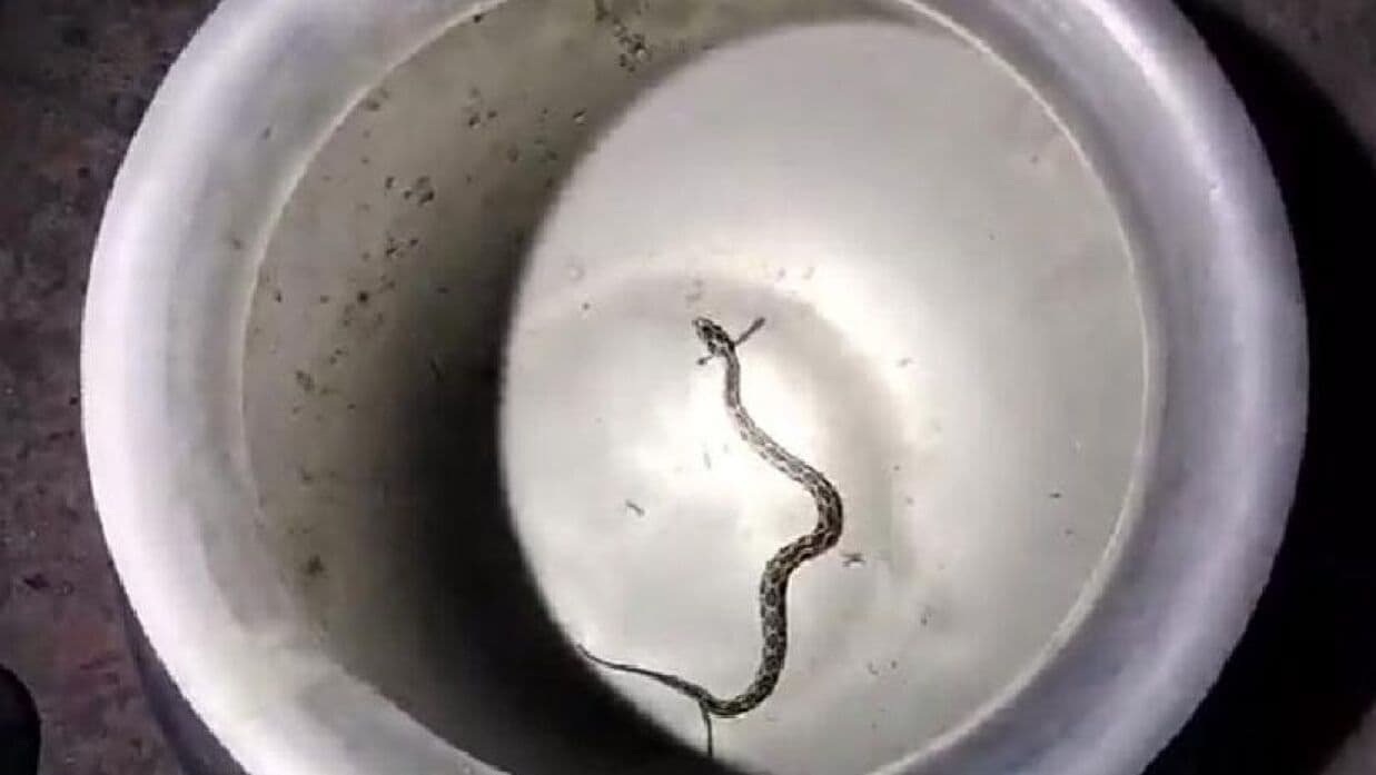 Man arrives with live Russell's viper to claim 50,000 taka reward