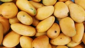 Rangpur's Haribhanga mangoes exported to Germany; traders set sights on additional markets