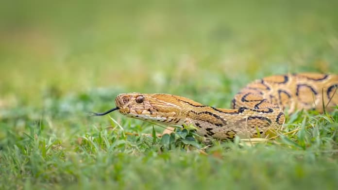 Russel's viper discovered in Dhaka!