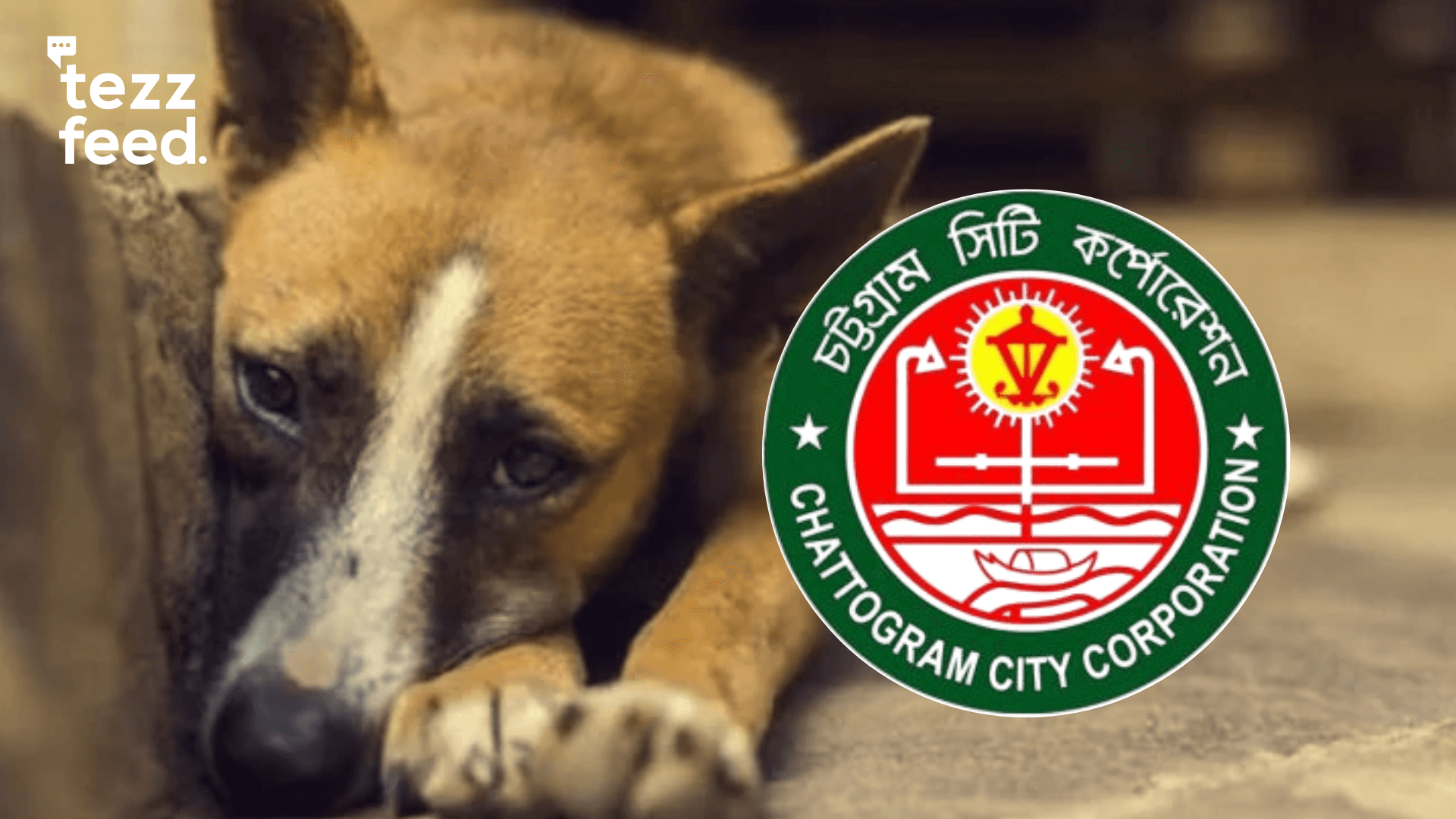 CCC Rolls Out Rabies Vaccination for Stray Dogs Across Chattogram