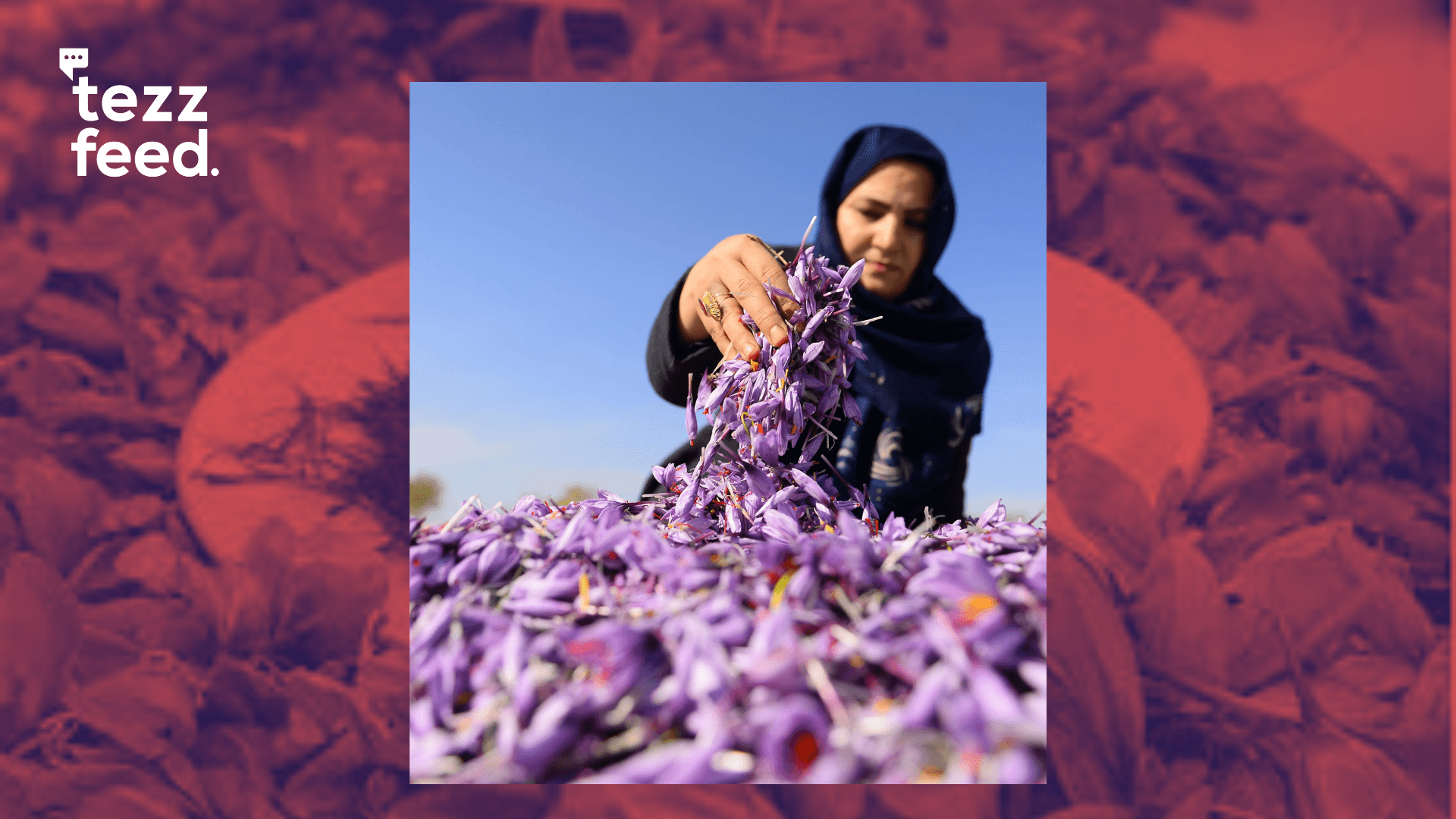 Afghanistan’s Herat Saffron Again Named World’s Best at Brussels Competition