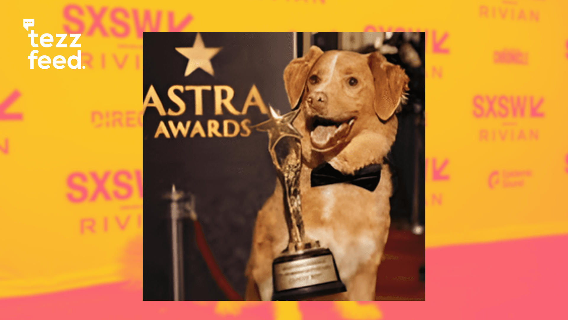 Indy the Dog Wins Best Horror Performance at Astra Awards for Paw-some Role in 'Good Boy'