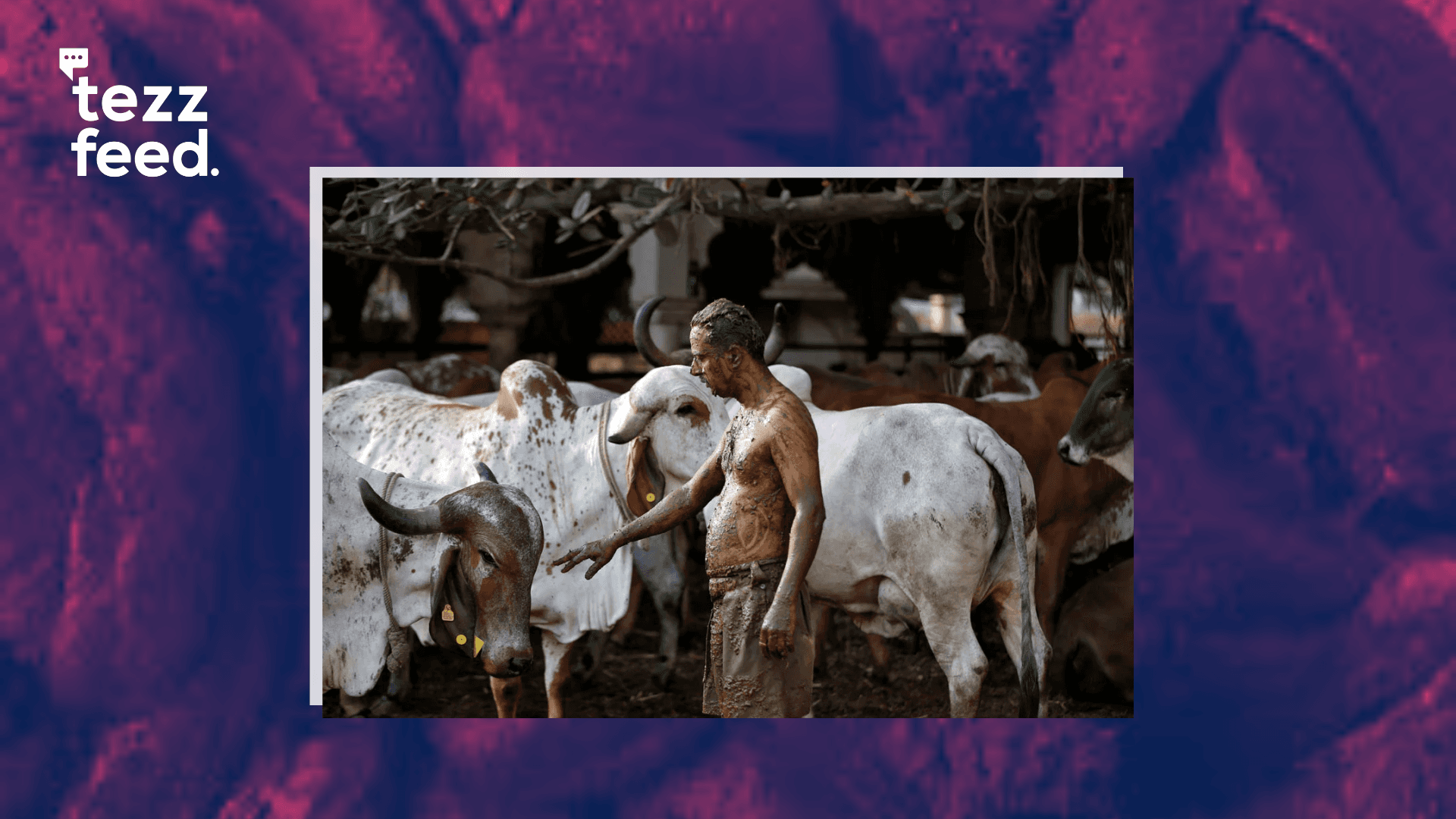 After Spending Rs 3 Crore Over 11 Years, Cow-Dung Therapy Research for Cancer in India Yields No Results
