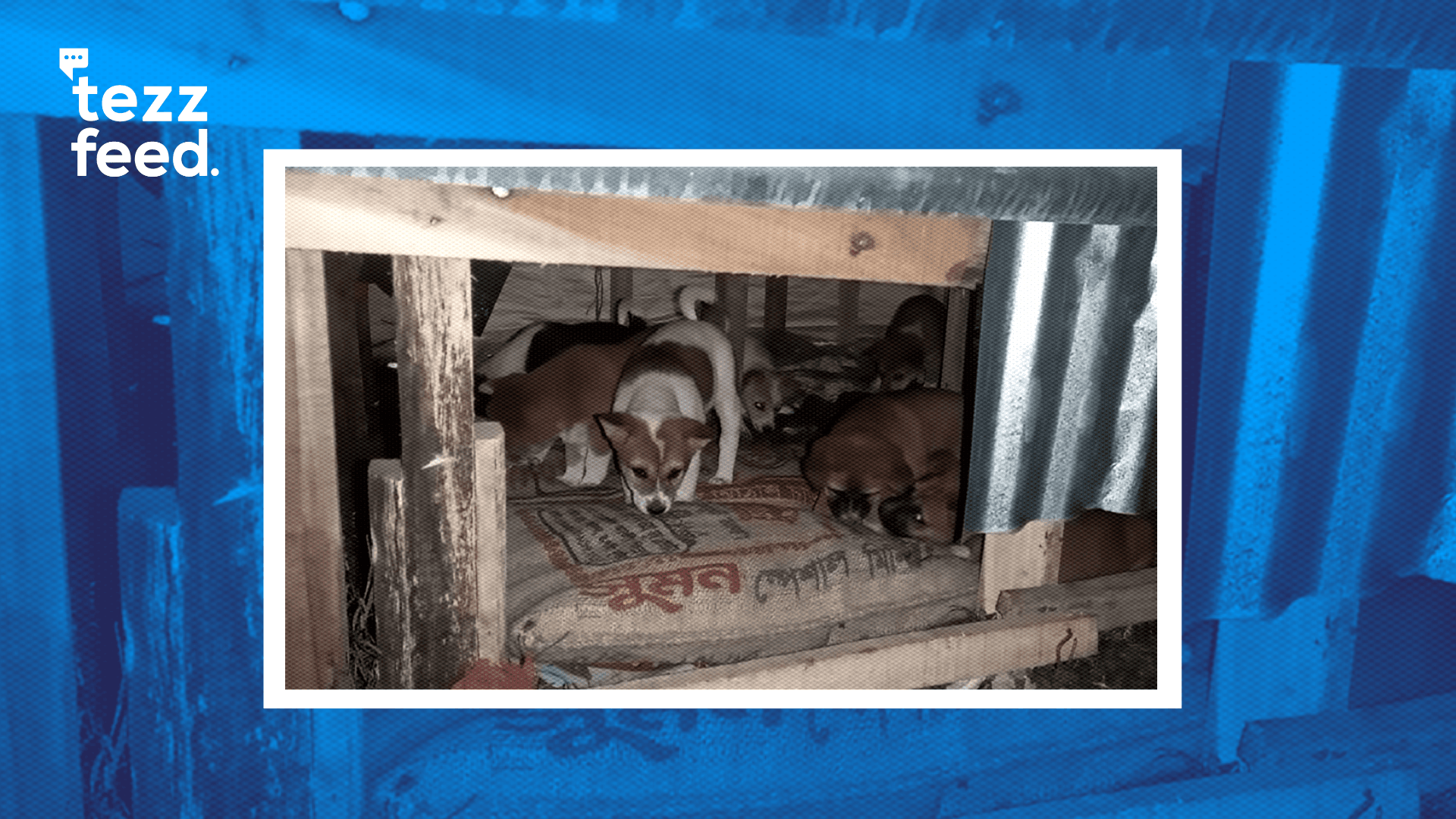 Patuakhali Animal Lovers Use Jute Sacks to Help Keep Small Puppies Warm