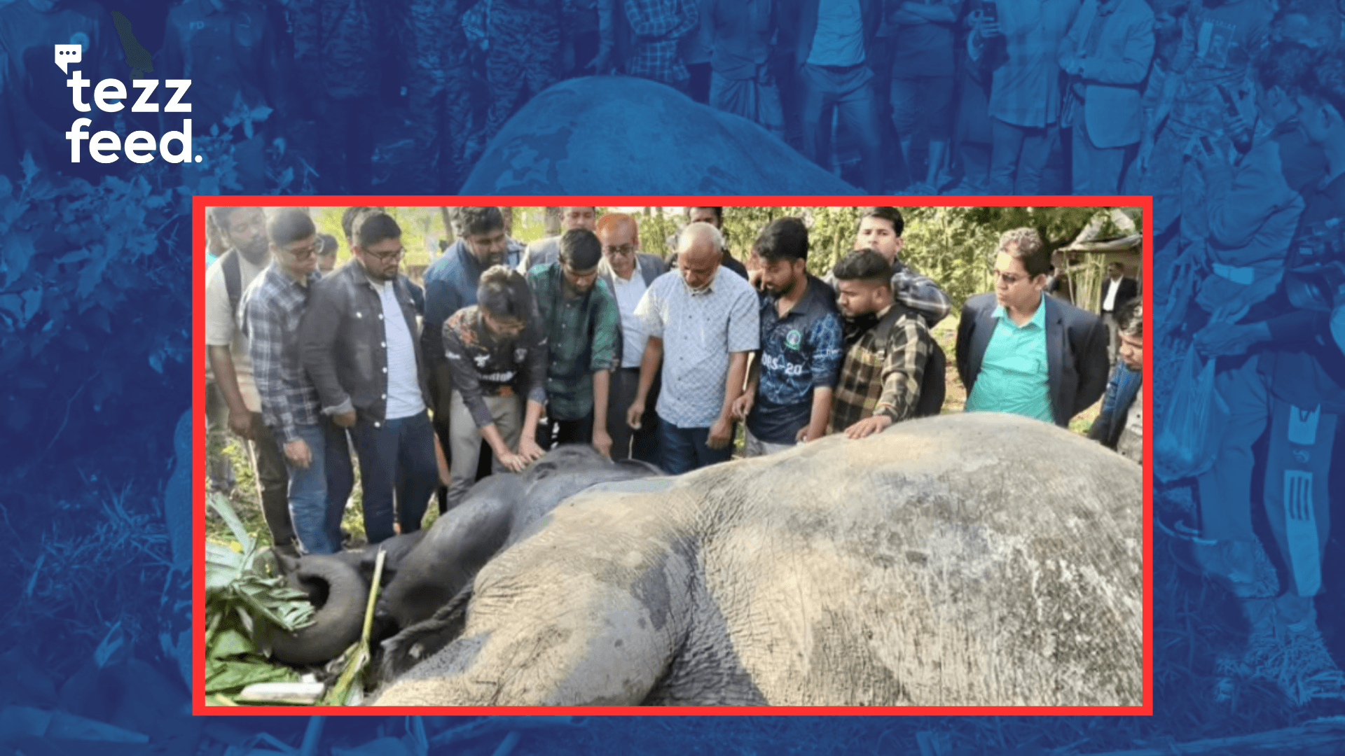 Elephant Rescued After 17 Hours in Ditch Following Train Collision in Sylhet