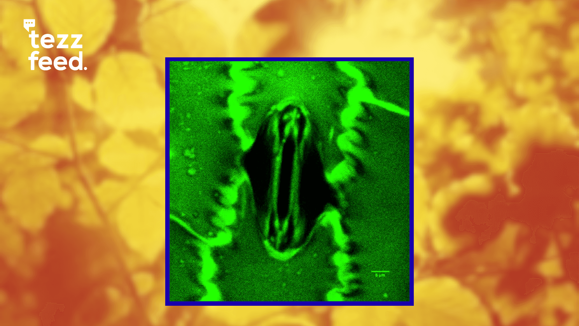 Scientists Visualize How Plants ‘Breathe’ Through Leaves for the First Time
