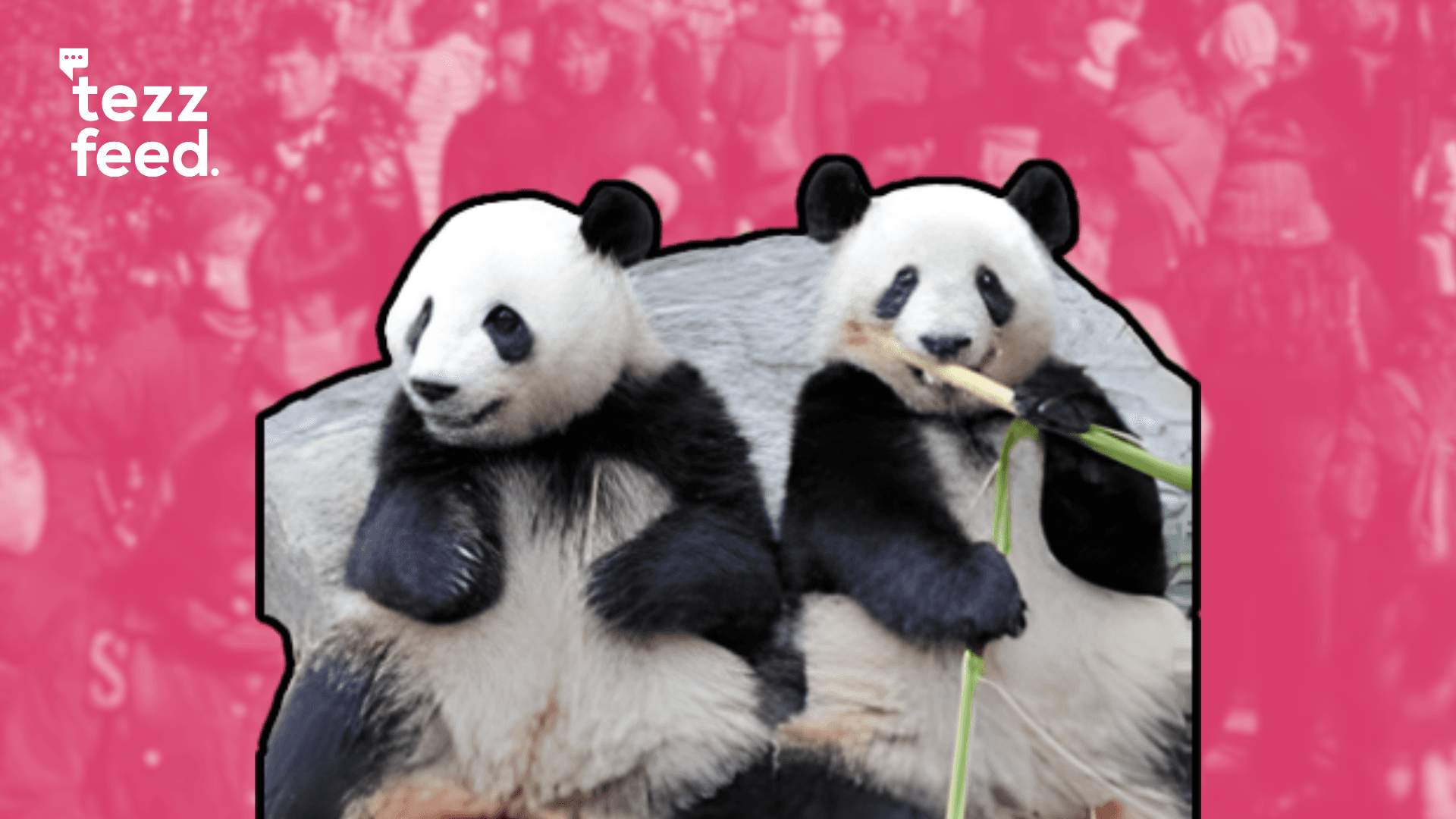 Tokyo Crowds Flock to Zoo to Say Goodbye to Pandas Before Their Return to China