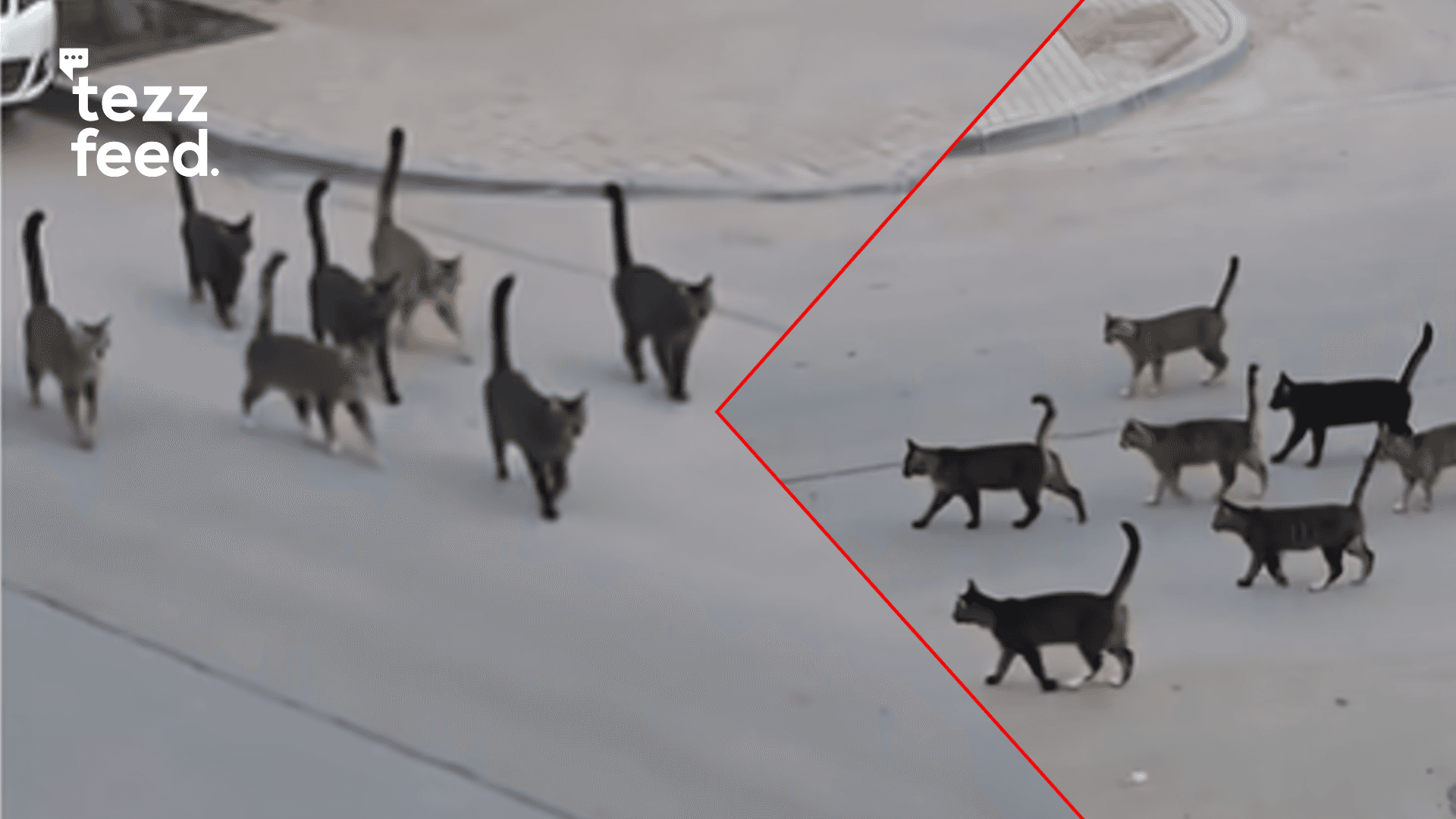 Viral Video Shows Intense Showdown Between Rival Cat Groups