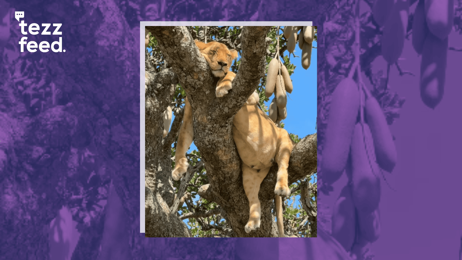 Video shows a pregnant lioness, exhausted by the heat, taking a break at the top of a tree