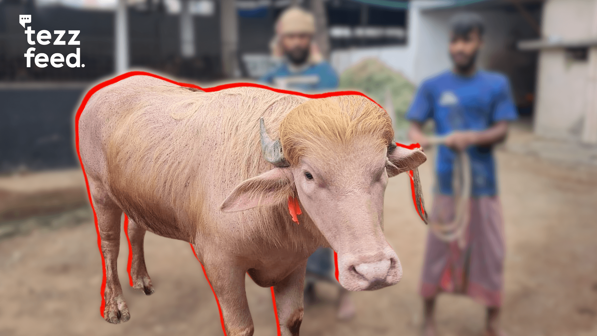 Buffalo Named ‘Donald Trump’ Sold at Tk 550 Per Kg Live Weight in Narayanganj
