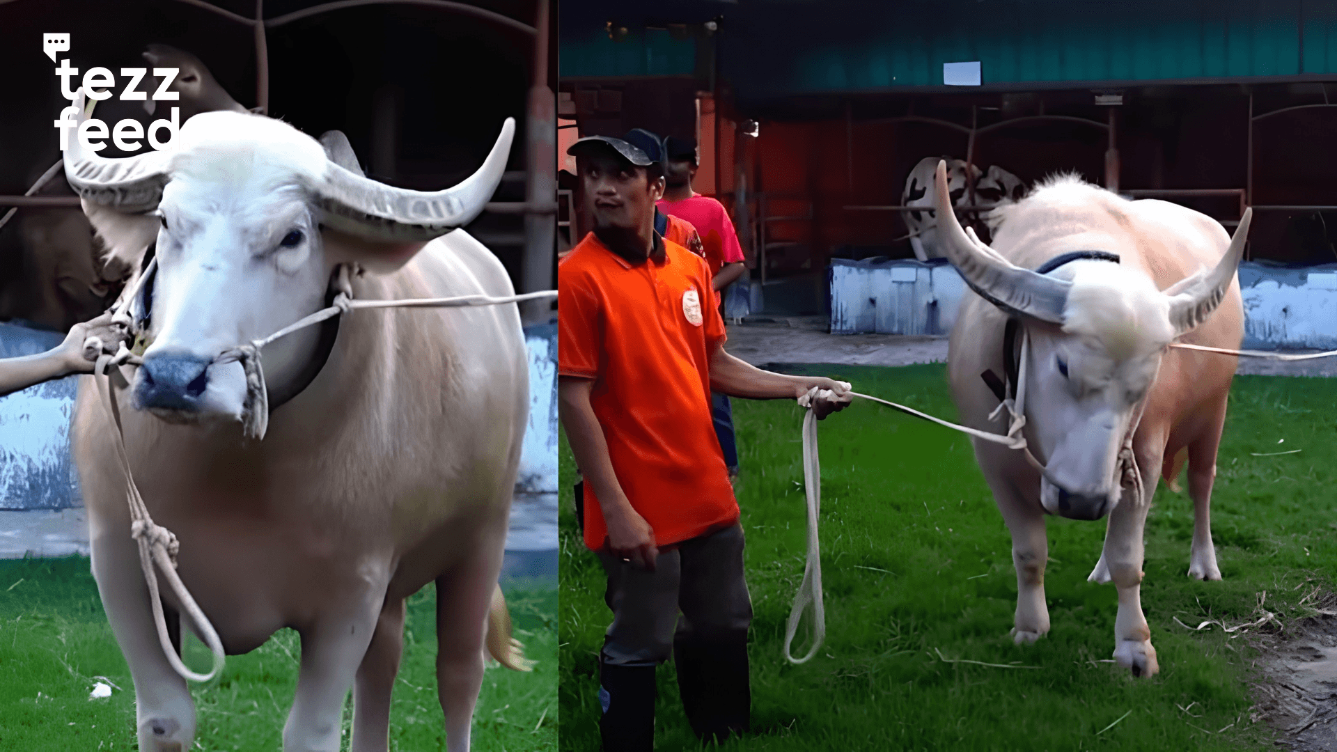 After ‘Donald Trump,’ Angry Buffalo Named ‘Netanyahu’ Enters Narayanganj Market