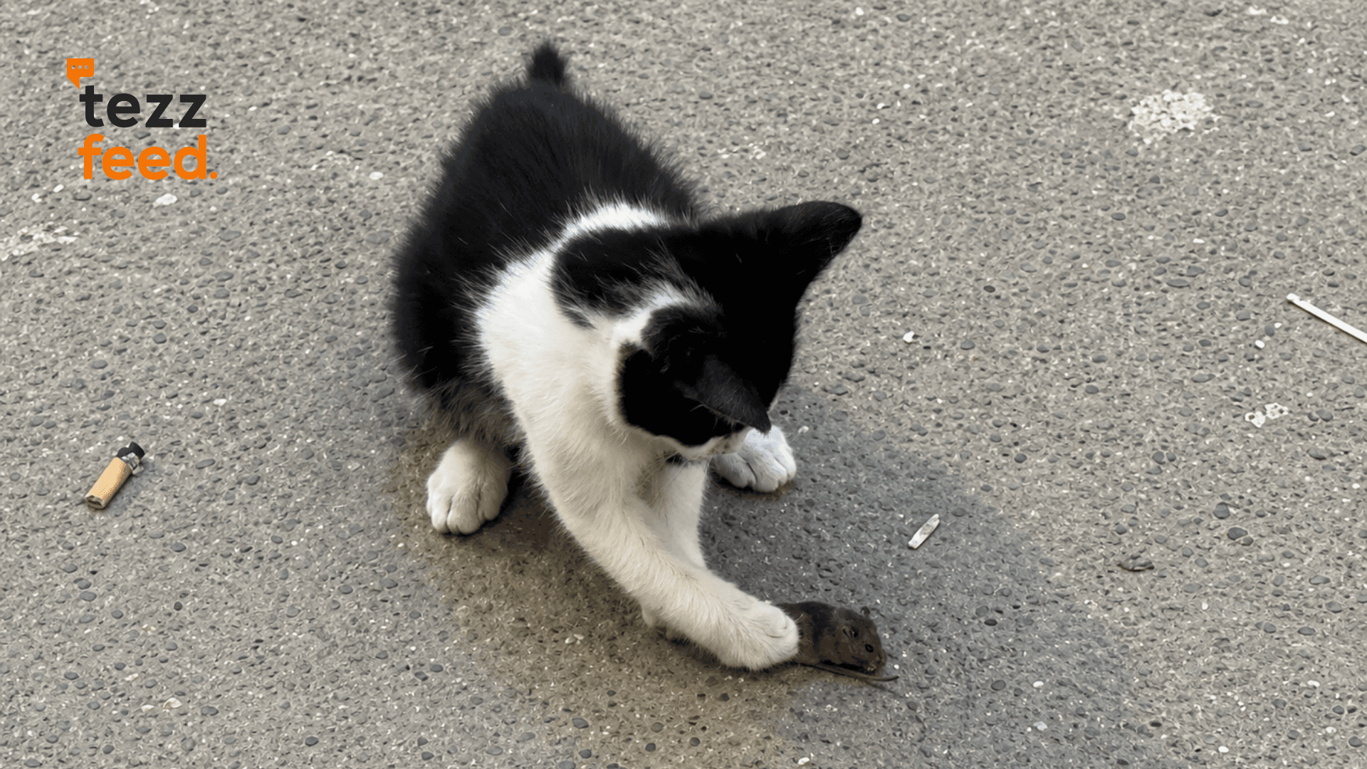 Tom and Jerry in real life: Cat seen playfully and harmlessly chasing a small mouse