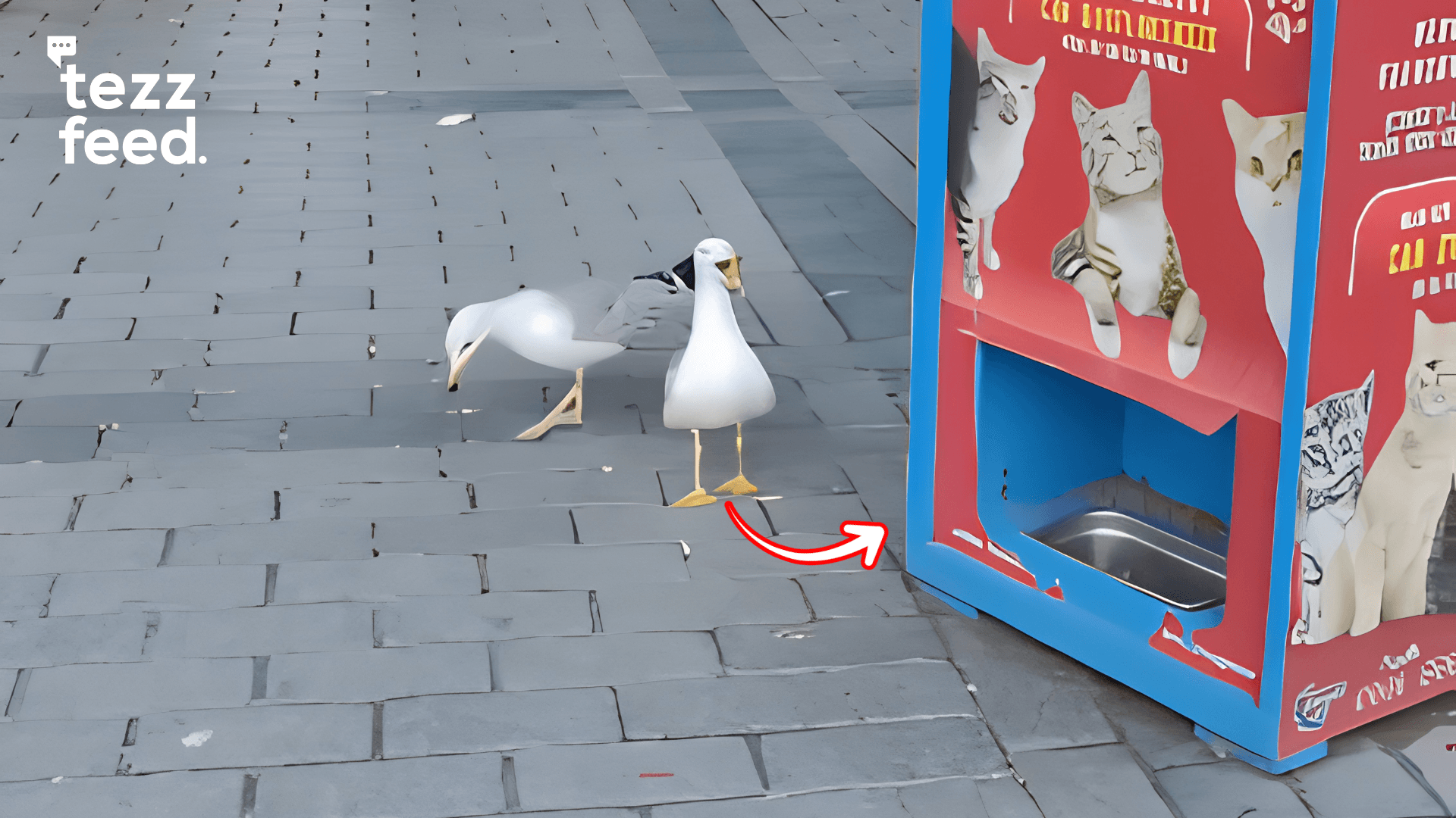 Clever Seagull in Turkey 'Meows' to Get Food From Vending Machine