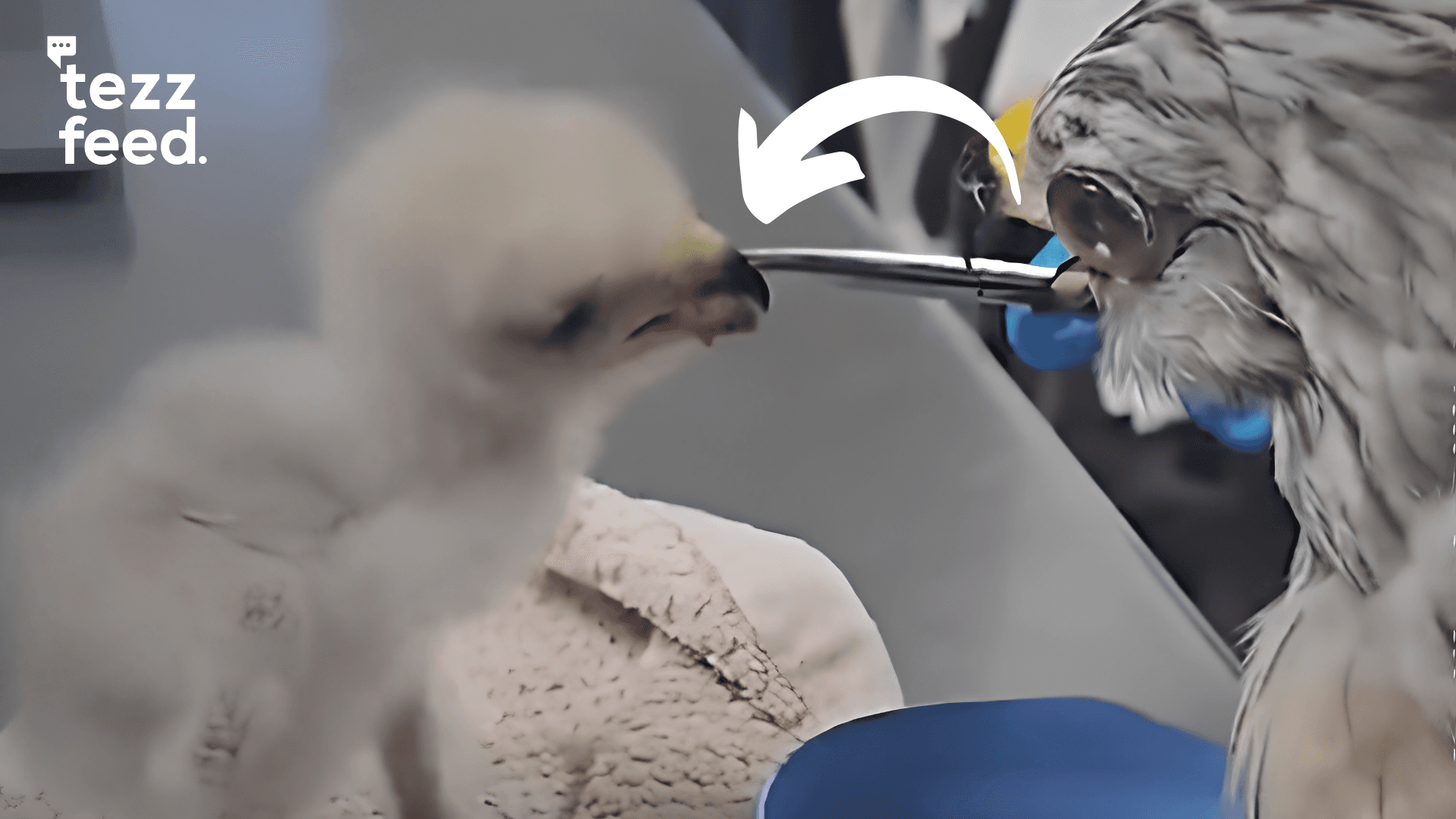 Video Shows Little Hawk Hatchling Being Fed Using Puppet Resembling Its Mother