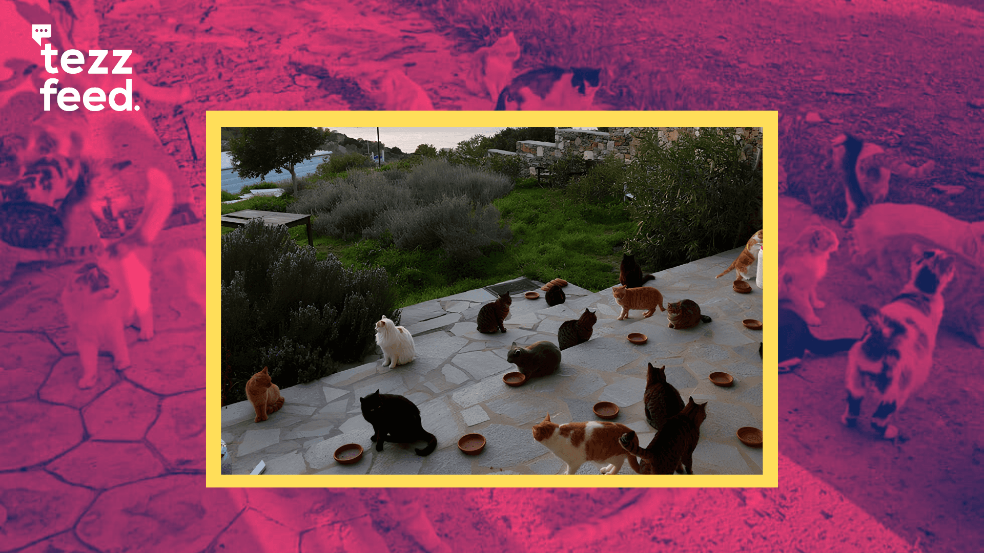 Greek Island Offers Free Accommodation to Volunteers for Caring for Stray Cats and Spending Time With Them