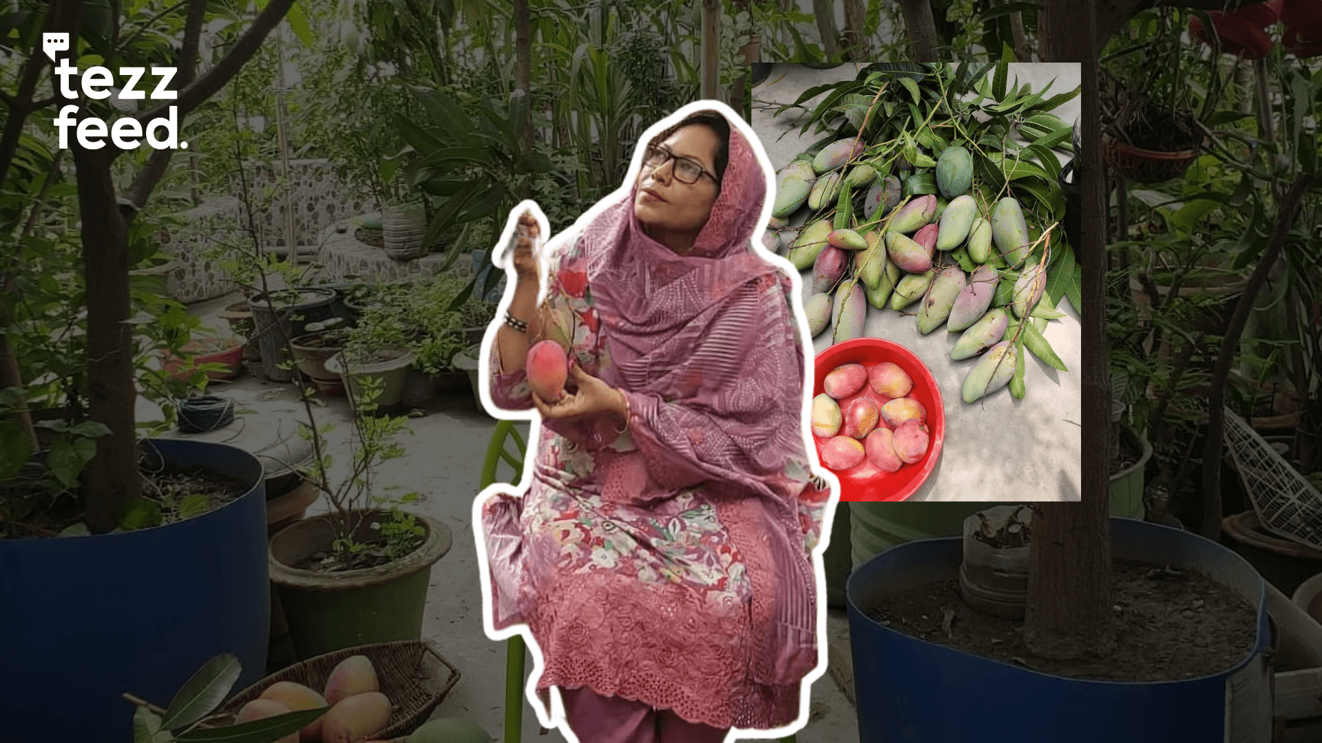 Meet Asma Kadir, who grows around 200 kg of mangoes each year on her rooftop garden, including the rare Japanese Miyazaki variety