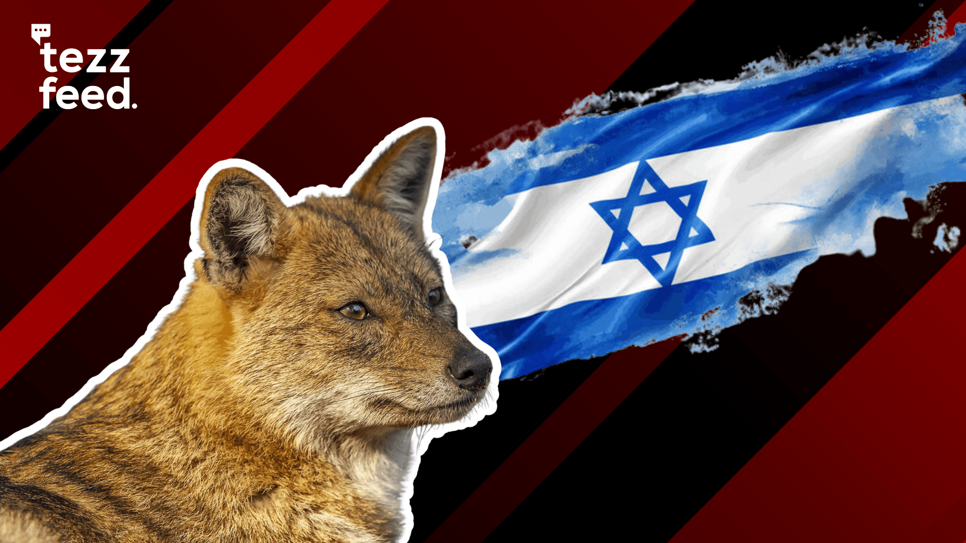 11 Israelis, Including 3 Minors, Injured After Being Attacked by a Pack of Jackals While Camping at a Beach