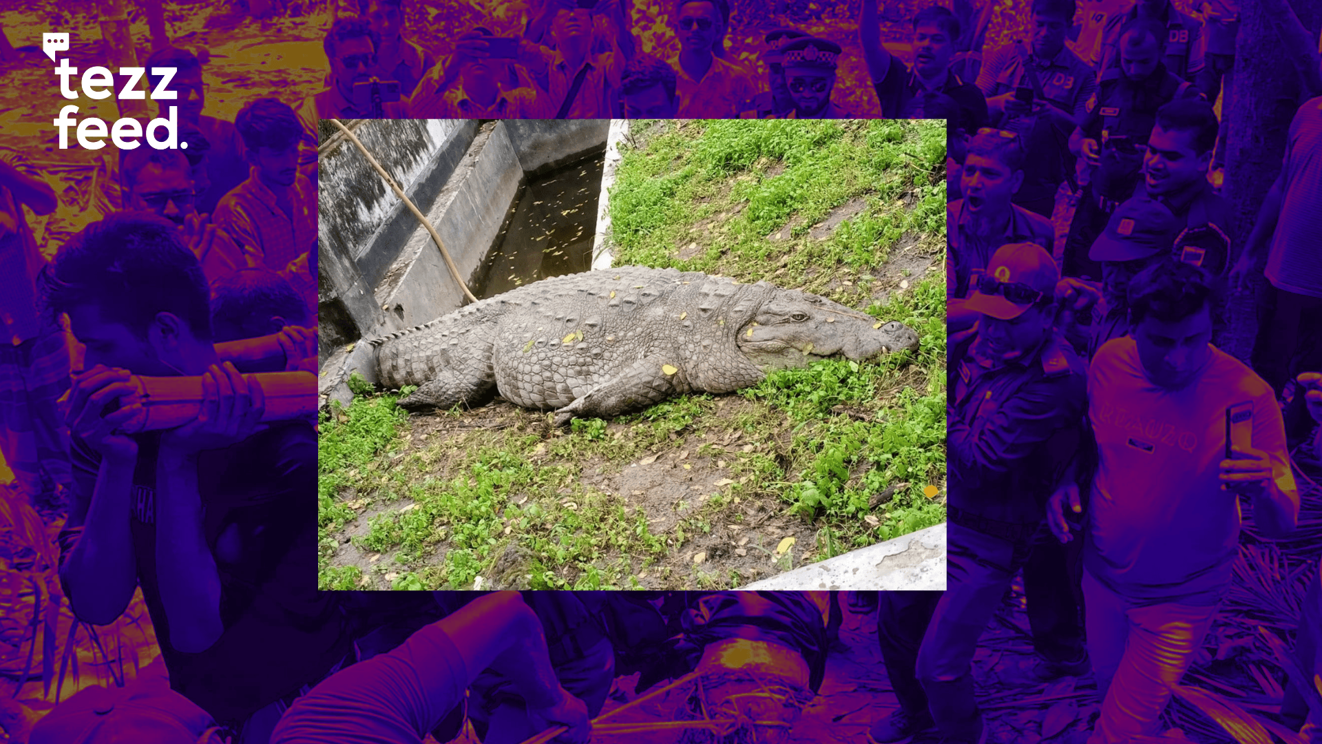 Bagerhat Shrine Crocodile Refuses Food for 19 Days After Transfer to Rehab Centre