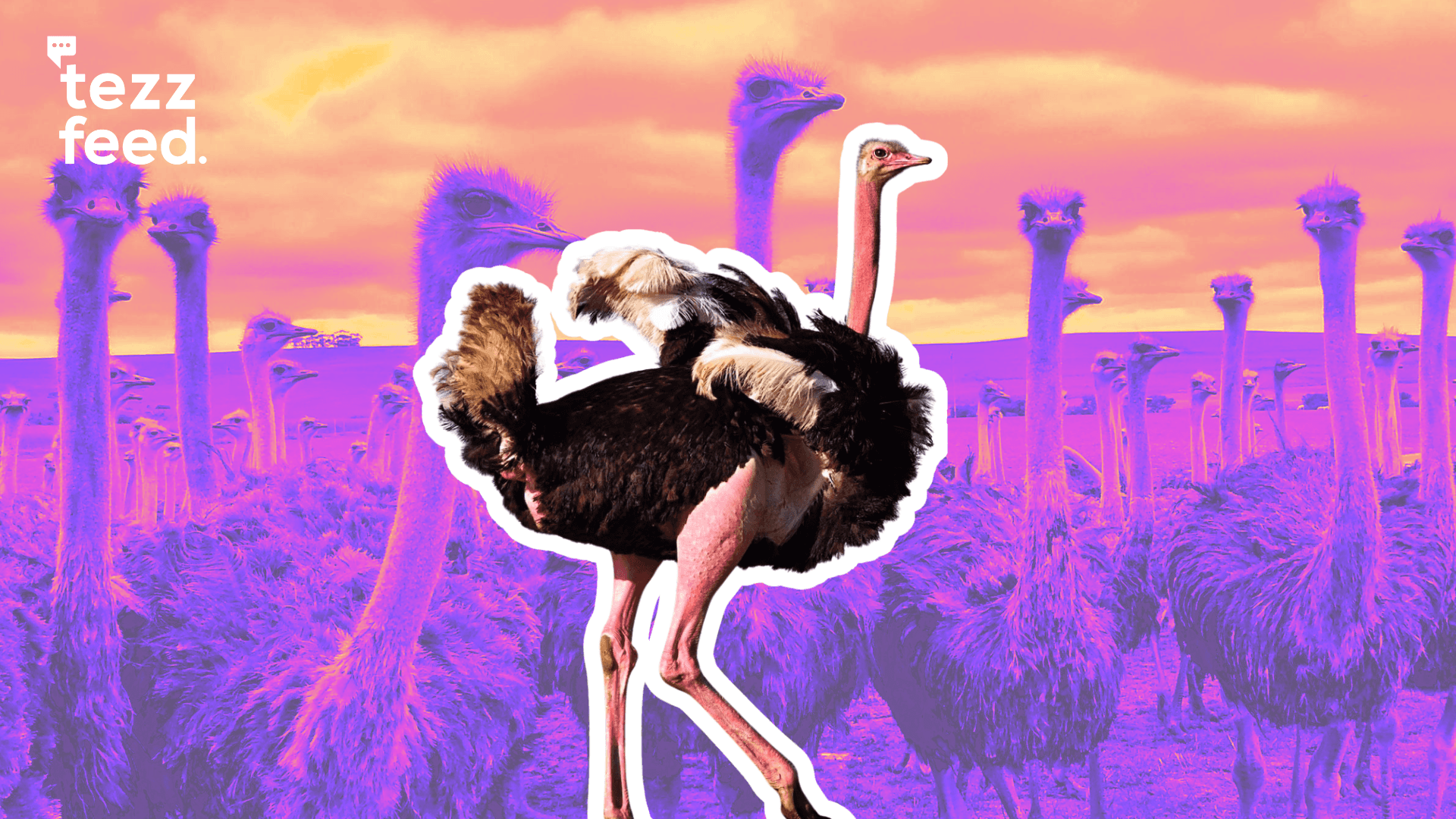 Tk 134 Crore Project Ends in Failure, 15 Ostriches Slaughtered and Eaten