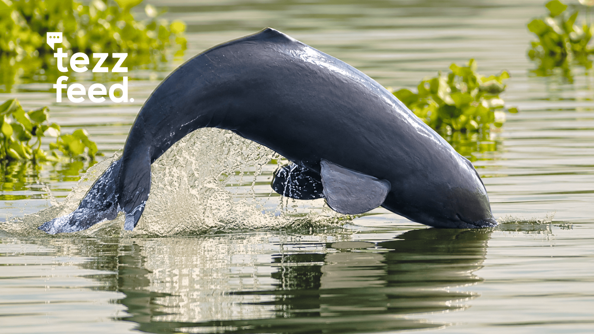 Endangered Dolphins Still Survive in Buriganga Even Amid Severe Pollution